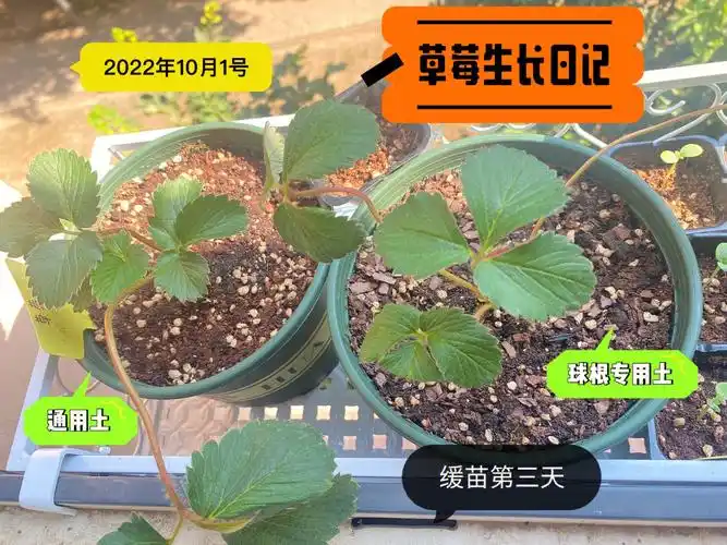 草莓的生长日记
