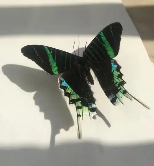 幼虫有黑,蓝色花纹,是有毒的