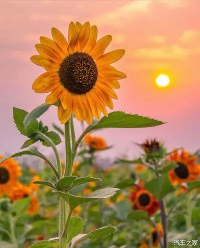 太阳是向日葵的孩子,每人心里都有一株向日葵,人生就会充满希望,享有