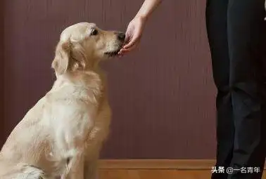 狗训练什么时间开始好狗狗几个月可以开始训