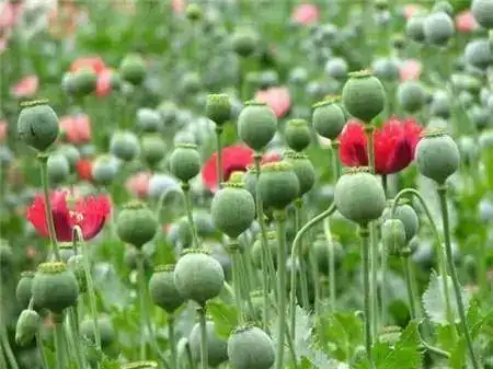 这是"罂粟苗"那就对了如果你没见过它有一种植物也在这个季