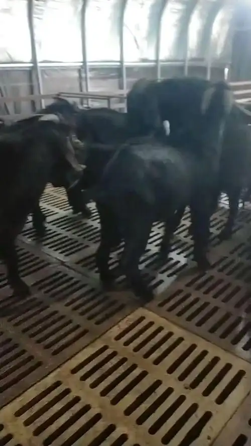 努比亚种公羊黑山羊