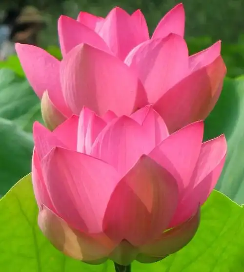 最漂亮的荷花图片大全【图片荷花】