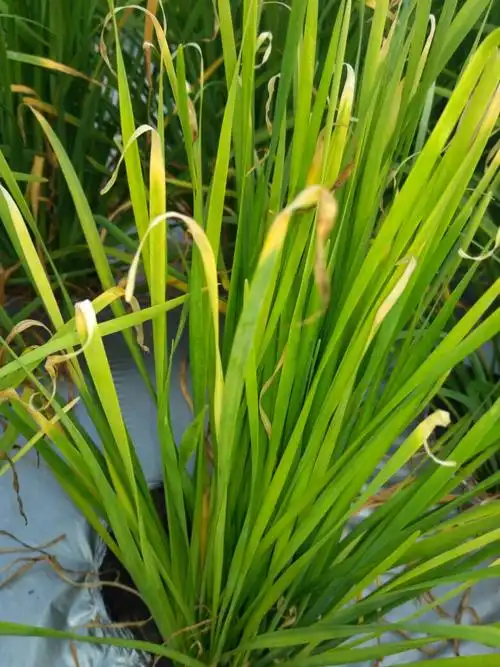 韭菜叶整株偏黄什么问题