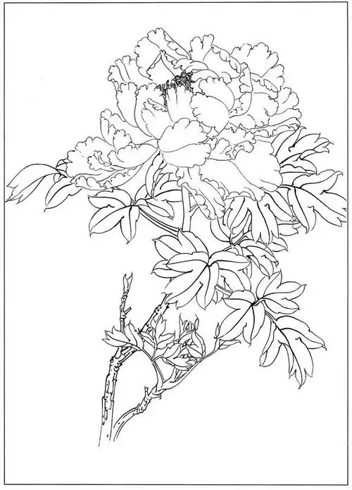 高清工笔牡丹白描 158幅(上)喜欢的收藏关注