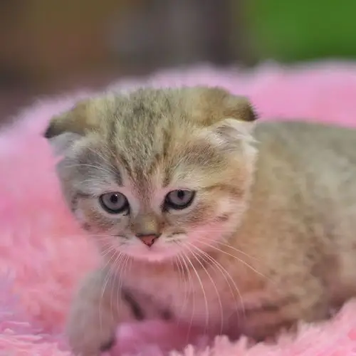 名犬之家纯种小幼活体金银渐层英短折耳猫幼崽猫咪