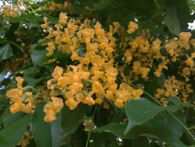 林旺中学的紫檀树