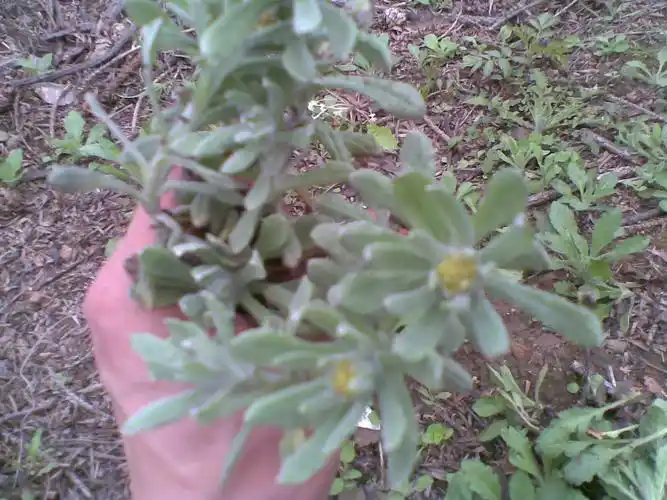 请问这种野菜叫什么名字?