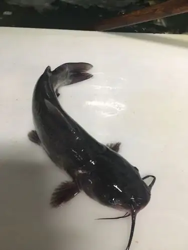 [叉尾鮰鱼批发]叉尾鮰鱼价格12.5元/斤 - 惠农网