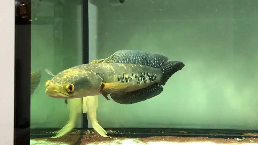 黑魔神雷龙50cm霸气