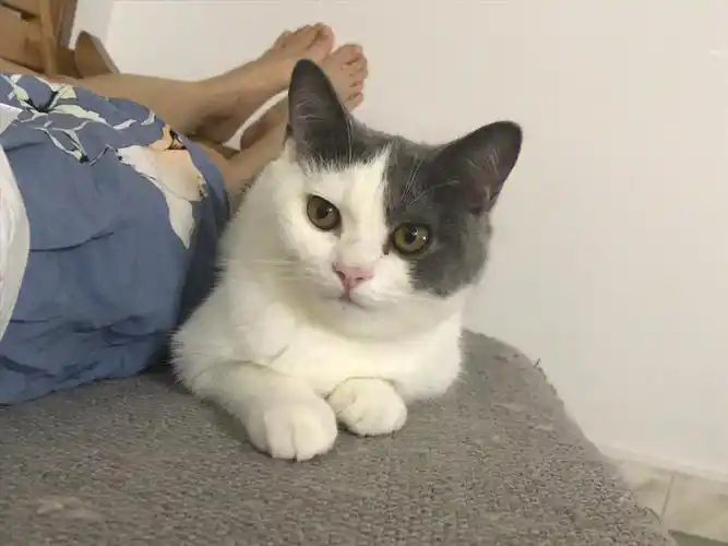 我家雪莉最丑的崽