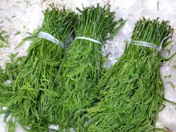 这个菜一般人吃不到,嫩尖炒来吃还能做凉皮,常吃增强抗病能力