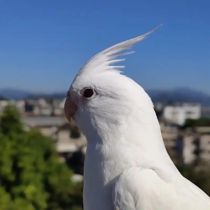 白化玄凤小鹦鹉 男人对异性失去兴趣的表现就是:开始玩一些废时间又