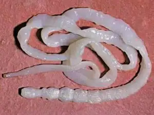 绦虫绦虫寄生的圆叶目绦虫其成虫体长,扁如带状,大多分节,白色或乳