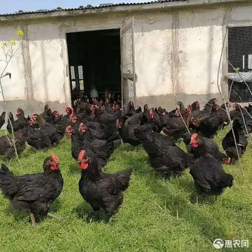 肉鸡 黑凤鸡老母鸡