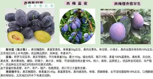 2018年春季嫁接10万株西梅李子苗,接穗选品种纯正,生长健壮,无病虫害