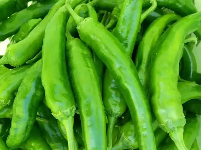 鲜泡椒 河南夏邑301泡椒