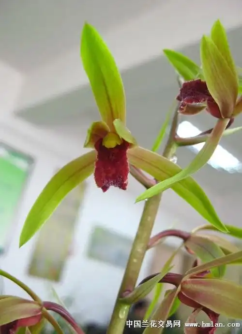 再观《红尘》-蕙兰篇-中国兰花交易网社区