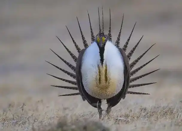 艾草松鸡性感胸肌,"d罩杯"兜不住,求偶时疯狂抖动考验持久力