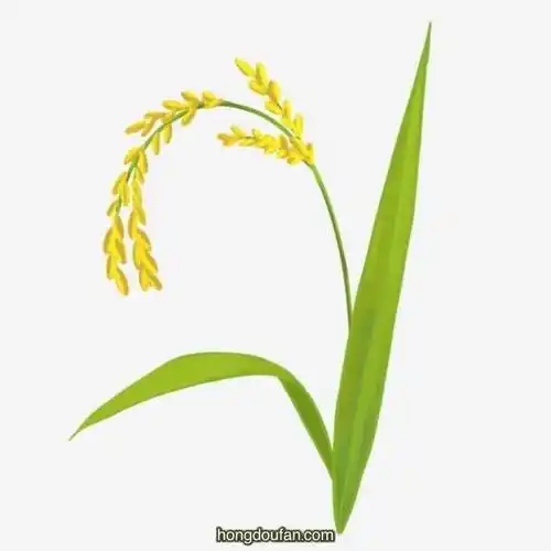 粒粒皆辛苦水稻麦子简笔画大全