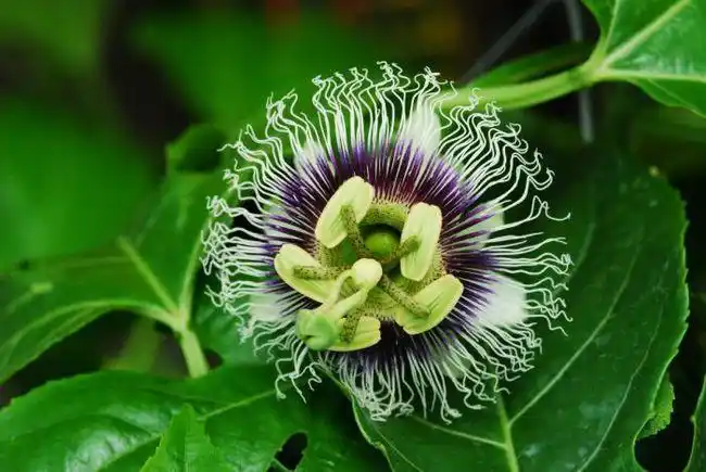 日轮花十分娇艳,形状酷似齿轮,而且能散发出诱人的兰花般的芳香