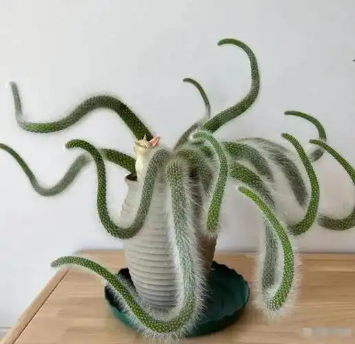 辽宁一小伙,因"九尾狐"多肉走红,网友:"小狐狸"美丽又妖娆