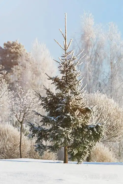 雪下的一棵杉树