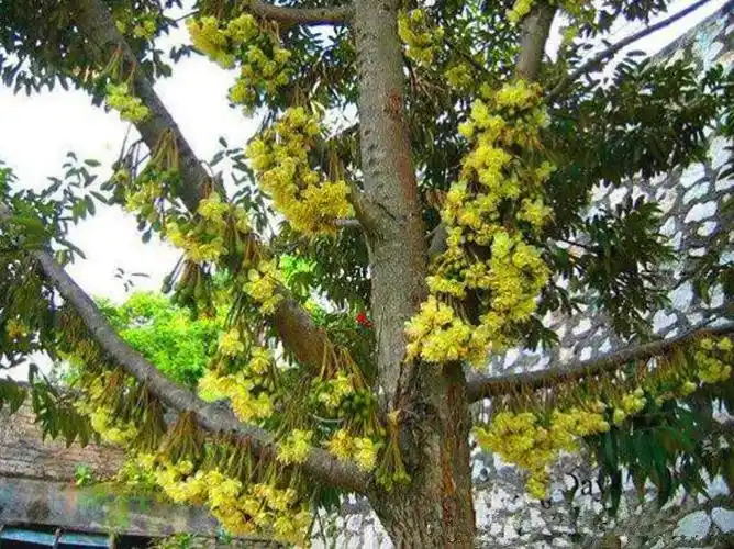 我新认识的—榴莲花