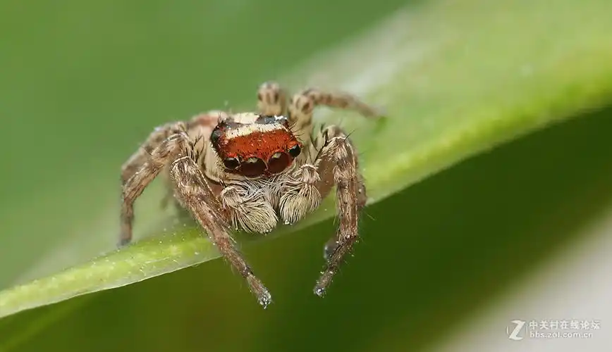 微距褐条纹跳蛛