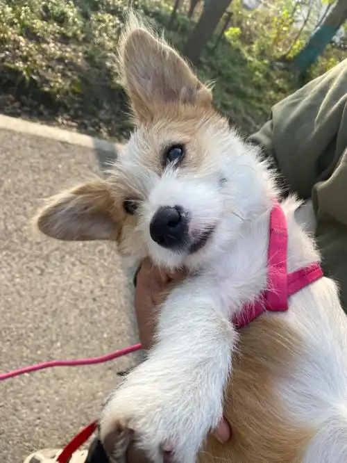 已领养前方柯基和雪纳瑞的混合