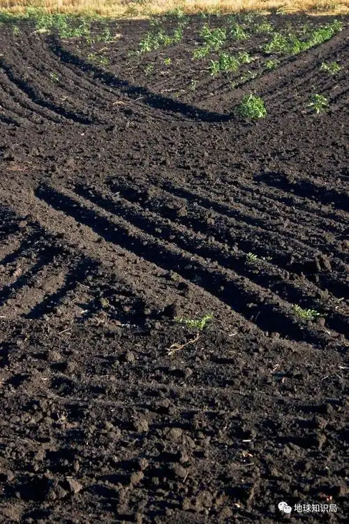 里应外合,谁在贱卖东北黑土?|黑土地|植被|腐殖质_网易订阅
