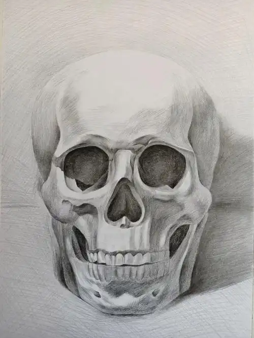素描头骨正面