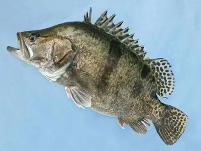 有江湖的地方,就有爱钓客