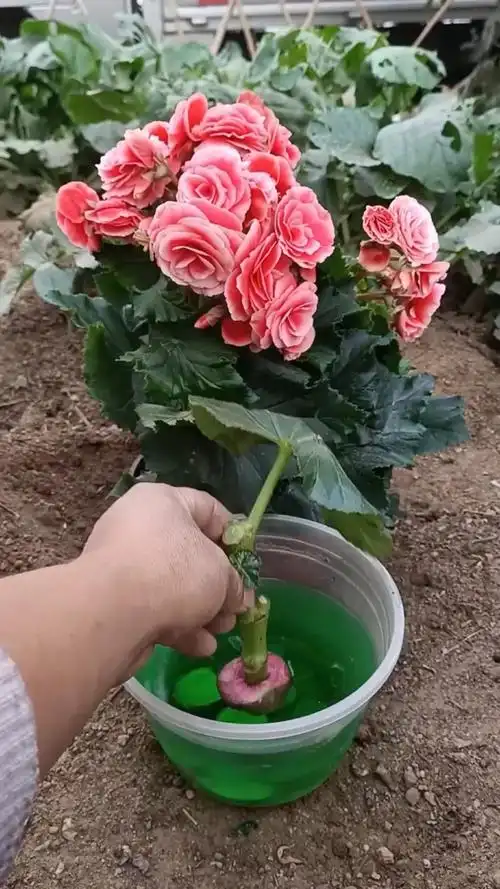 扦插技术#扦插玻璃海棠小技巧,成活率最高