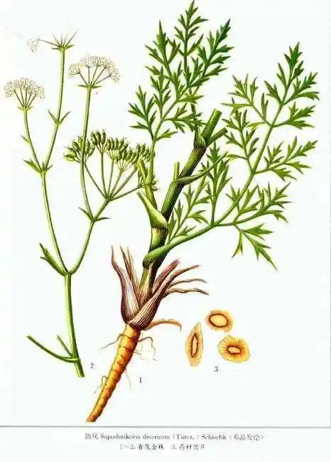 【中药小课堂】防风