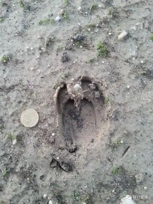 野猪脚印来源:vestigia.e-monsite.