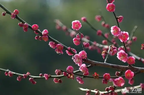 冬天开的花1,梅花
