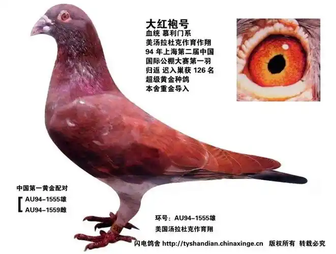 津晋鸽舍周洪伟