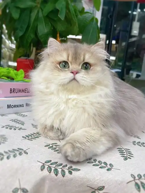 长毛蓝金渐层猫 粘人乖巧会撒娇 软糯可人