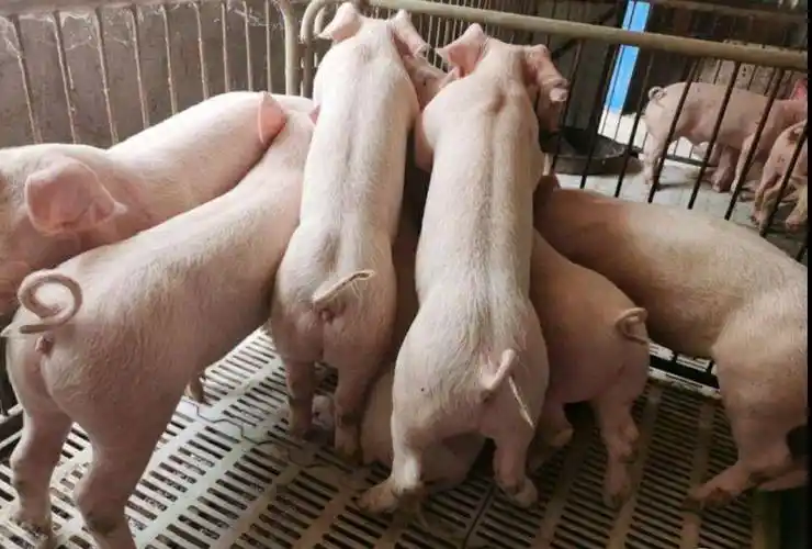 三元仔猪 出售外三元,长白,二元,土猪猪苗.各种防疫手续齐全.