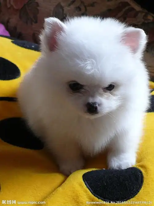 白色博美狗狗图片