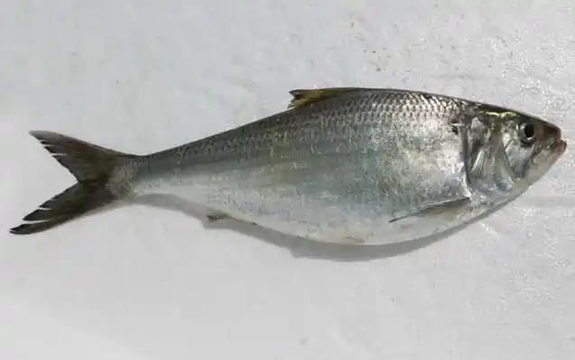 鲥鱼价格多少钱一斤