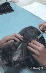 喵星人gif打针gif吃货gif乖gif听话gif不动gif
