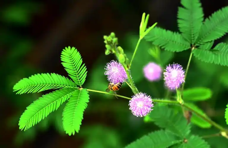 横刀立马拍摄的花卉(7)含羞草花