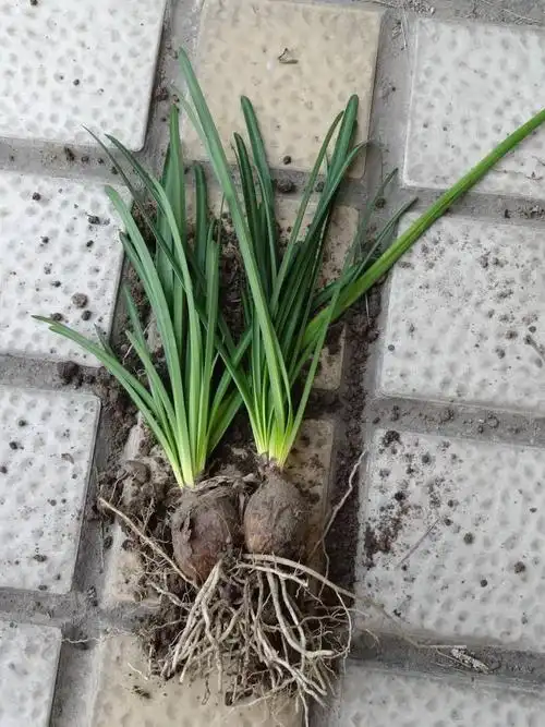 彼岸花那么好看买个球茎就能种为什么只长叶子不开花呢