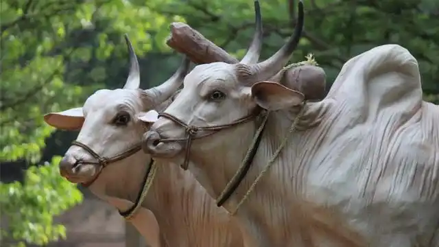 印度的牛也有种姓高低之分?这种白牛最为尊贵!