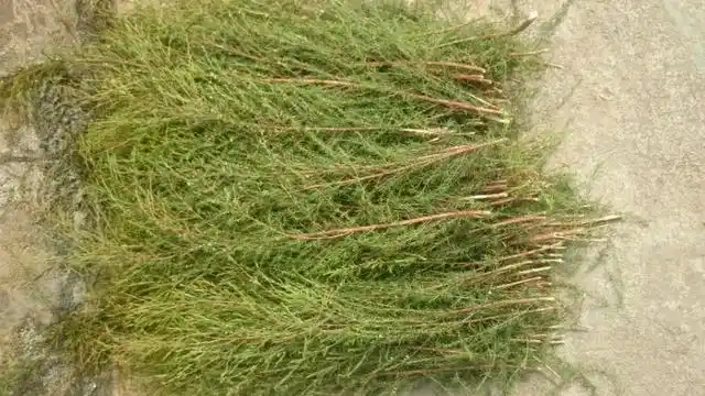 原来岗松用途这么广,这样做准能让你发大财