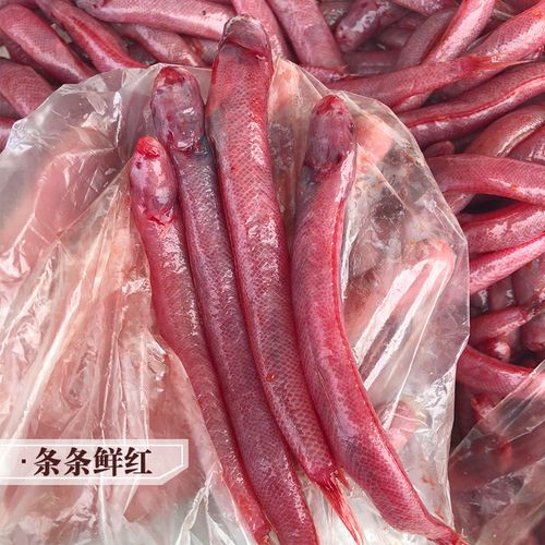 红血潮汕赤岭鱼海冷冻食用海鲜水产红头鱼红淡水鱼类