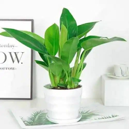 绿公主大叶金钻红钻吸毒王四季常青吸甲醛室内桌面绿植盆栽花卉