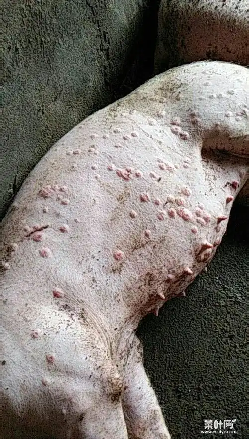 皮蝇是如何进入皮肤的 史上最恶心蝇蛆病